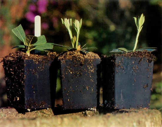 Rhododendron cuttings