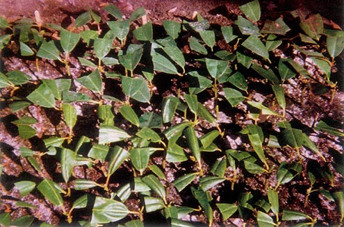 Rhododendron cuttings