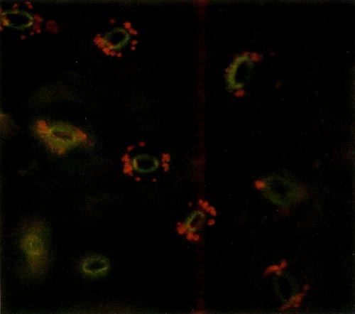 Epidermal guard cells of a diploid 
'Wendy Lyn'