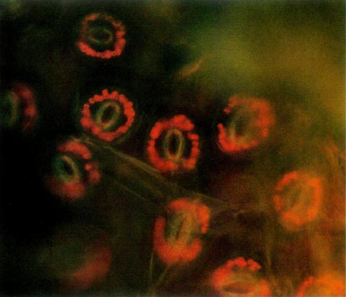 Epidermal guard cells of a tetraploid 
'Wendy Lyn'