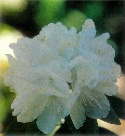 Untreated 'White Felicity'