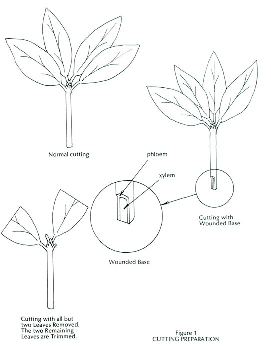 Cutting preparation