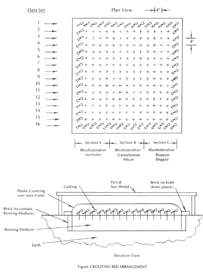 Rooting bed arrangement'