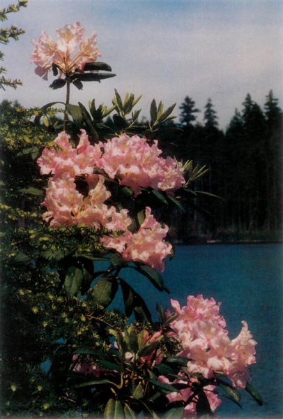 Rhododendron macrophyllum