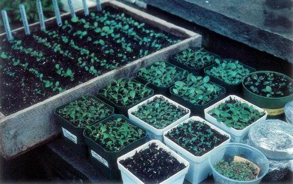 Rhododendron seedlings