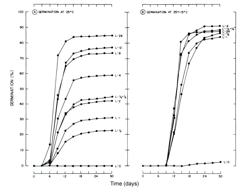 Influence of light and temperature on seed 
germination of flame azalea