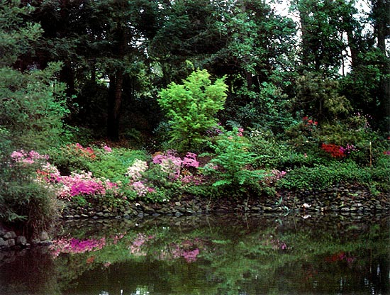 Sonoma Horticultural Nursery pond