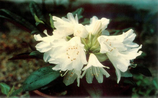 R. metternichii var. albiflorum