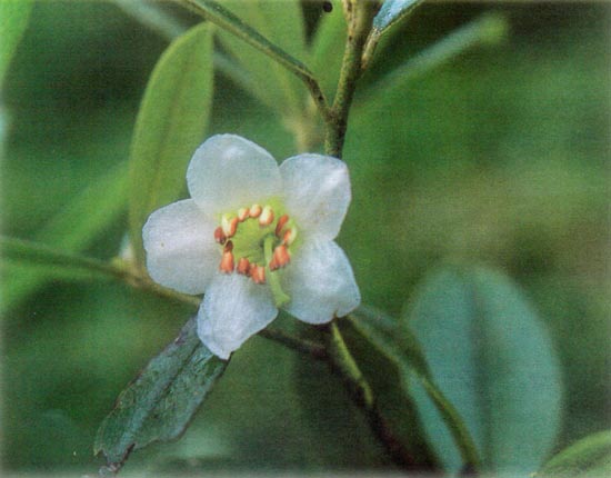 R. camelliiflorum