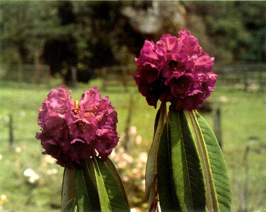 R. niveum, deep color form