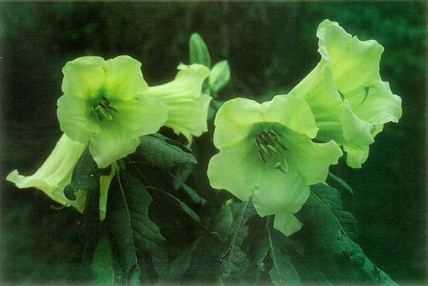 Rhododendron dalhousiae ssp. 
tashii