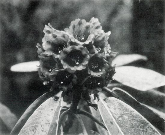 Rhododendron hodgsonii