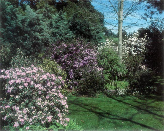 Garden scene