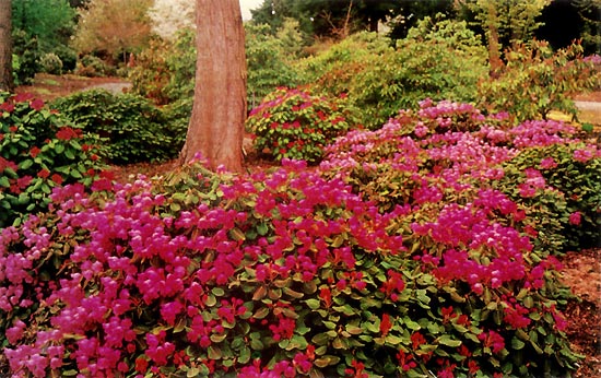 Rhododendron orbiculare