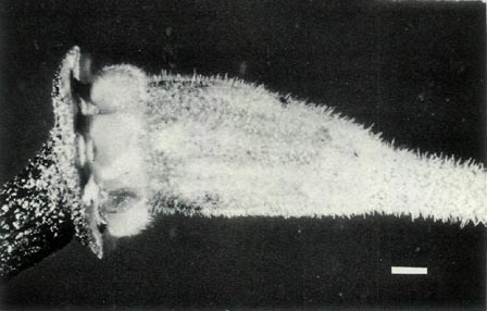 R. lochiae ovary and base