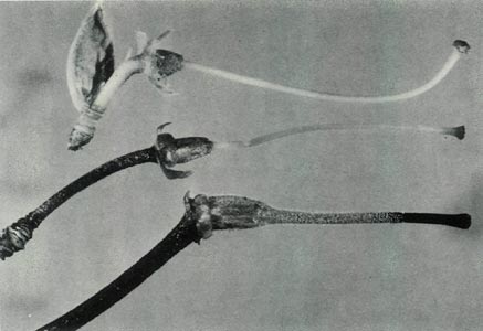 rhododendron pistil comparison