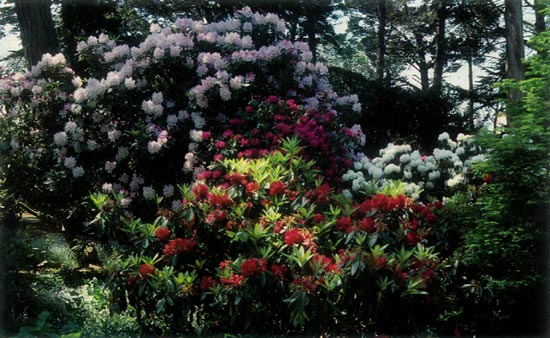 Golden Gate Park rhododendrons