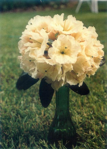 R. 'Elizabeth Todd Cobey'