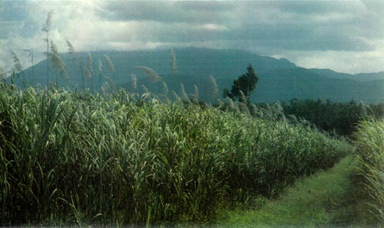 Thornton Peak, in the Cape Tribulation 
National Park