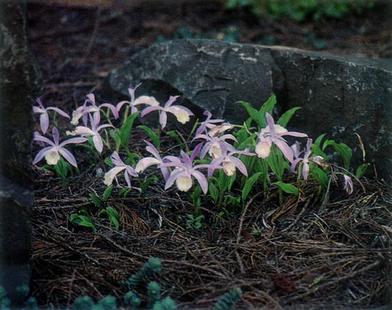 Pleiones in the garden