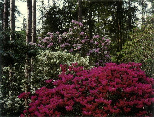 Meerkerk Hybrid Test Garden