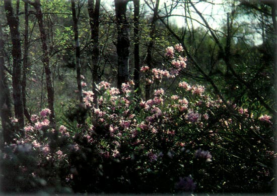 R. chapmanii near Tallahassee, Florida