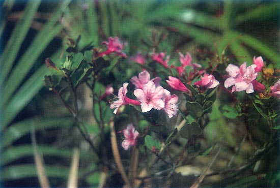 R. chapmanii, Gulf County, Florida