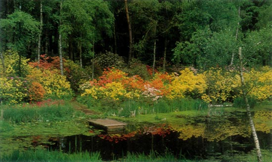 Deciduous azaleas, Seleger Moor