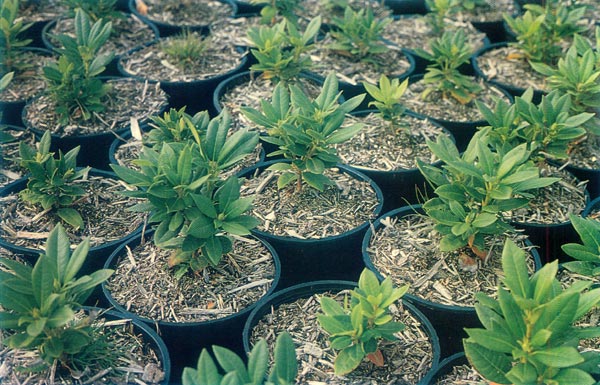 Rhododendrons in containers