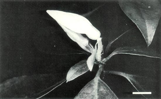 Buds and leaves of crosss.