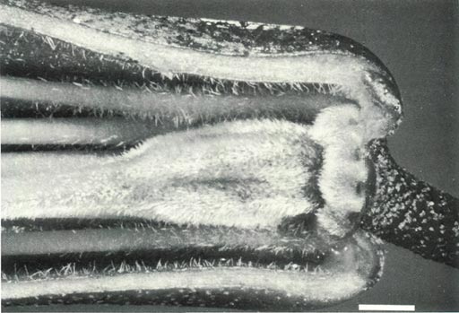 R. 'Arthur's Choice' ovary, style base and
nectary