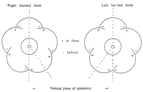 R. 'Arthur's Choice' forms of the chiral
5-lobed corollas