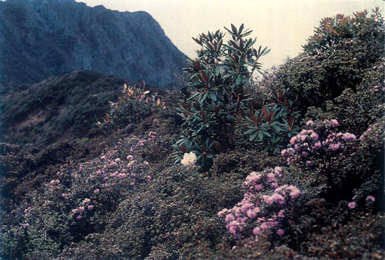 R. intricatum, R. phaeochrysum and R.
roxieanum var. cucullatum