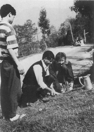 planting of
R. niveum, Norkhill Hotel Park, Gangtok