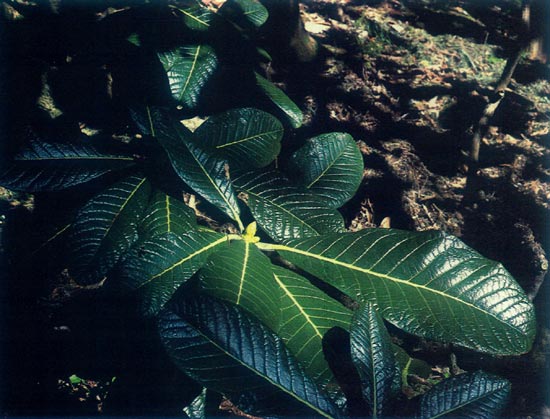 R. sinogrande in the woodland garden