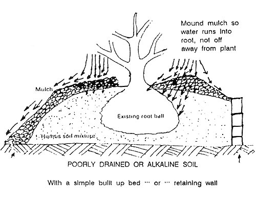 Rhododendron planting in poor soil