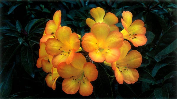 'Narnia' (R. aurigeranum x
R. zoelleri)