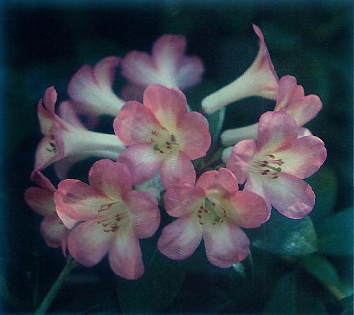 'Pink Creeper' x R. laetum