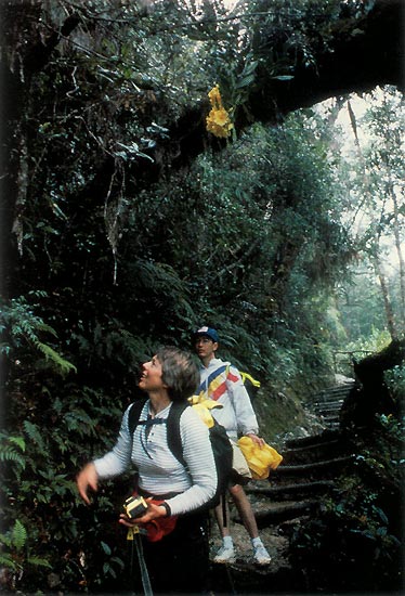 Hiking on Mt. Kinabalu