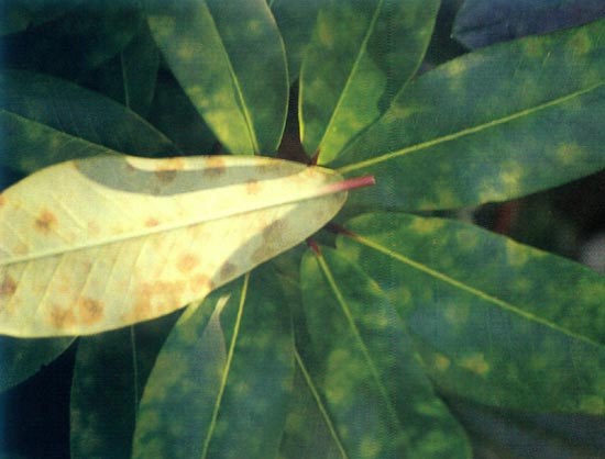 Mildew on R. 'Ripe Corn' leaves