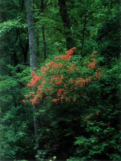 R. calendulaceum in the wild at the
Arboretum.