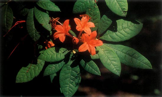 R. prunifolium