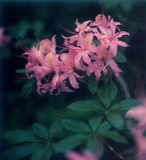 Rhododendron hybrid at Gregory Bald