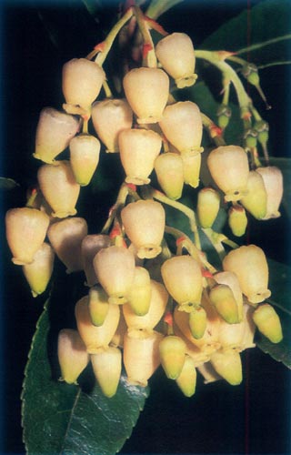 Arbutus unedo