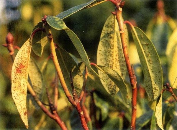 Powdery mildew on Rhododendron leaves