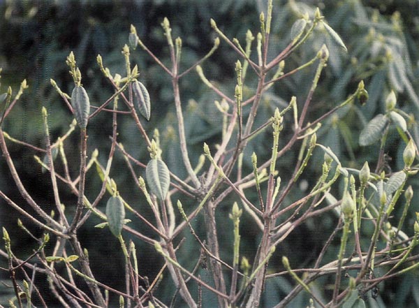 'Leverett Richards' defoliation