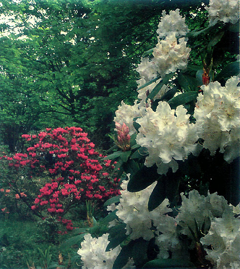 Pt. Defiance garden, Wasco,
Illinois