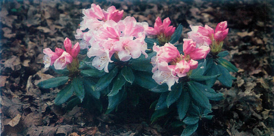 R. pseudochrysanthum