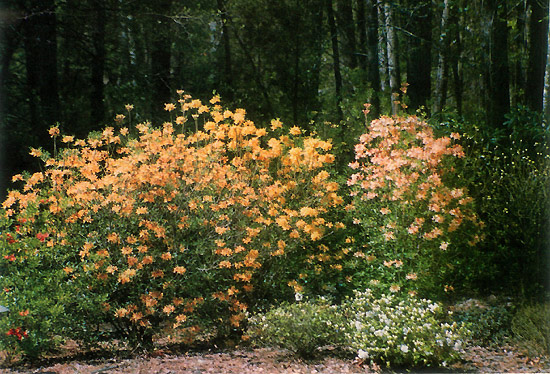 Earl Sommerville garden