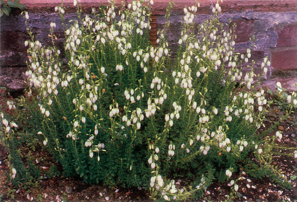 Daboecia cantabrica 'Alba'